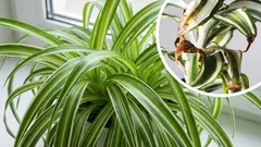 Why do your houseplant leaves turn brown and crispy and how to fix it